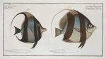 1. Chaetodon macrolepidotus; 2. Chaetodon cornutus.