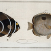 1. Chaetodon unimaculatus; 2. Chaetodon arcuatus, The Arc-Fish.