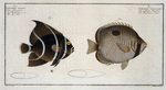 1. Chaetodon unimaculatus; 2. Chaetodon arcuatus, The Arc-Fish.
