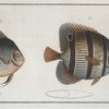 1. Chaetodon rostratus; 2.  Chaetodon Orbis.