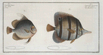 1. Chaetodon rostratus; 2.  Chaetodon Orbis.