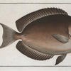 Chaetodon nigricans.