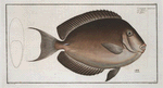 Chaetodon nigricans.