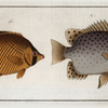 1. Chaetodon Argus; 2. Chaetodon vagabundus.