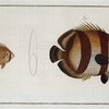 1. Chaetodon striatus; 2. Chaetodon capistratus, The Sea Butterfly.