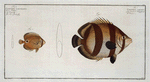 1. Chaetodon striatus; 2. Chaetodon capistratus, The Sea Butterfly.
