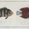 Chaetodon bicolor; 2. Chaetodon saxatilis.