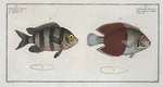 Chaetodon bicolor; 2. Chaetodon saxatilis.