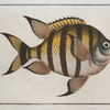 Chaetodon marginatus.