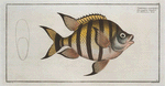 Chaetodon marginatus.