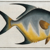 Chaetodon rhomboides.