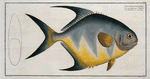 Chaetodon rhomboides.