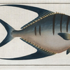 Chaetodon glaucus.