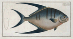 Chaetodon glaucus.