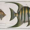 1. Chaetodon Plümieri; 2. Chaetodon ocellatus.