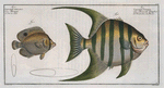 1. Chaetodon Plümieri; 2. Chaetodon ocellatus.