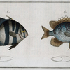 1. Chaetodon Curacao, The Angel -fish of Curacoo; 2.  Chaetodon Faber, The Smith.