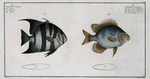 1. Chaetodon Curacao, The Angel -fish of Curacoo; 2.  Chaetodon Faber, The Smith.