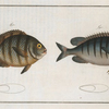 1. Chaetodon Mauritii; 2.  Chaetodon Bengalensis.