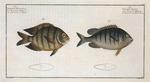 1. Chaetodon Mauritii; 2.  Chaetodon Bengalensis.