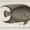 Chaetodon ciliaris, The Hairy Angel-Fish.