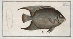 Chaetodon ciliaris, The Hairy Angel-Fish.