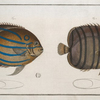 1. Chaetodon octofasciatus; 2. Chaetodon annularis.