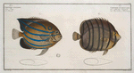 1. Chaetodon octofasciatus; 2. Chaetodon annularis.