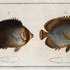 1. Chaetodon Collare, The Collar; 2. Chaetodon mesoleucus, The Mulatto.