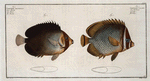 1. Chaetodon Collare, The Collar; 2. Chaetodon mesoleucus, The Mulatto.