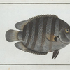Chaetodon suratensis.