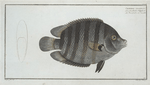 Chaetodon suratensis.
