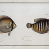 1. Chaetodon Chinensis, The Chinese Chetodon; 2. Chaetodon Kleinii, Klein's Chetodon.