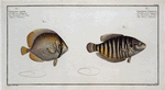 1. Chaetodon Chinensis, The Chinese Chetodon; 2. Chaetodon Kleinii, Klein's Chetodon.