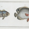 1. Chaetodon bimaculatus; 2. Chaetodon biaculeatus.