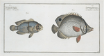1. Chaetodon bimaculatus; 2. Chaetodon biaculeatus.
