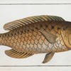 Scarus cretensis, The Grecian Parrot-fish.