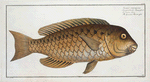 Scarus cretensis, The Grecian Parrot-fish.