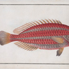 Scarus croicensis, The red Parrot-fish.