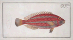 Scarus croicensis, The red Parrot-fish.