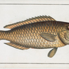 Scarus viridis,  The Green Parrot-fish.