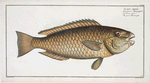 Scarus viridis,  The Green Parrot-fish.