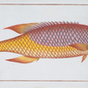 Bodianus Bodianus, The Bodian.