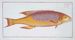 Bodianus Bodianus, The Bodian.