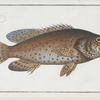 Bodianus guttatus, The Jen-fish.
