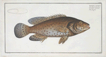Bodianus guttatus, The Jen-fish.