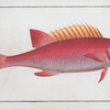 Bodianus pentacanthus, The Jaguar.