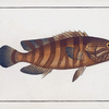 Bodianus Boenack, The Boenack.