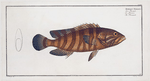 Bodianus Boenack, The Boenack.