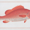 Bodianus Aya.